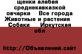 щенки алабая ( среднекавказкой овчарки) - Все города Животные и растения » Собаки   . Иркутская обл.